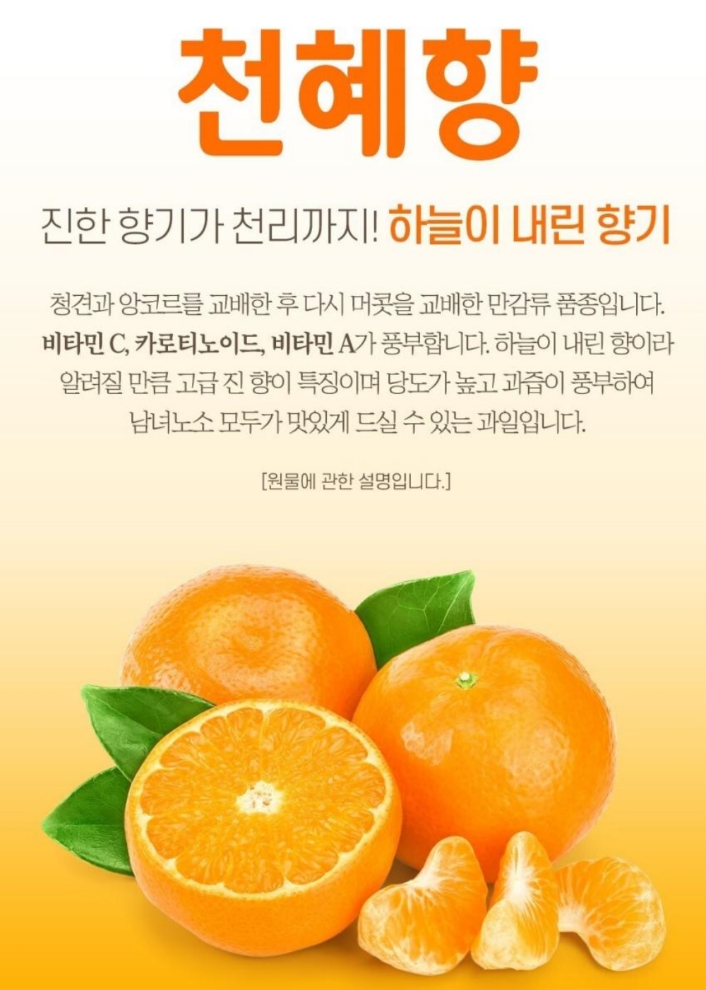 제주 천혜향 신선한 천혜양 겨울 제철 과일 선물용 가정용 천애향 1.5kg 3kg : 정감상회