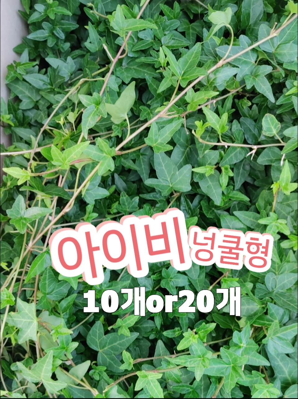 별아이비-넝쿨형-10개or20개/사랑하는 사람에게 선물하기 좋은 식물 : 꽃나라엘리스