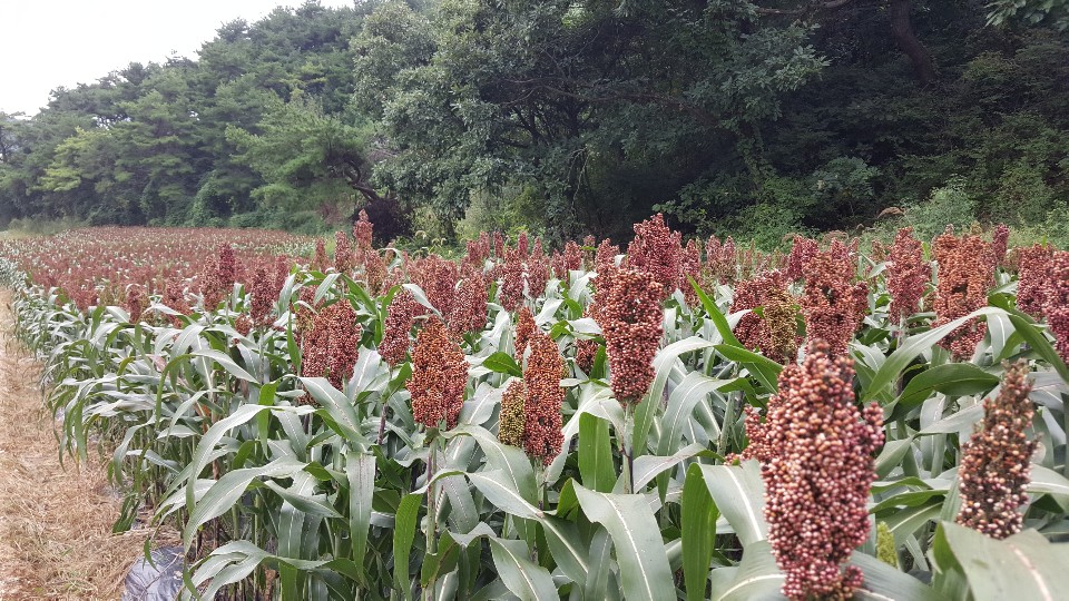 메수수 1kg 동안메 수수차 수수떡 건강차 수수원물 수수도정 메수수쌀 찰수수쌀 : 영월유팜