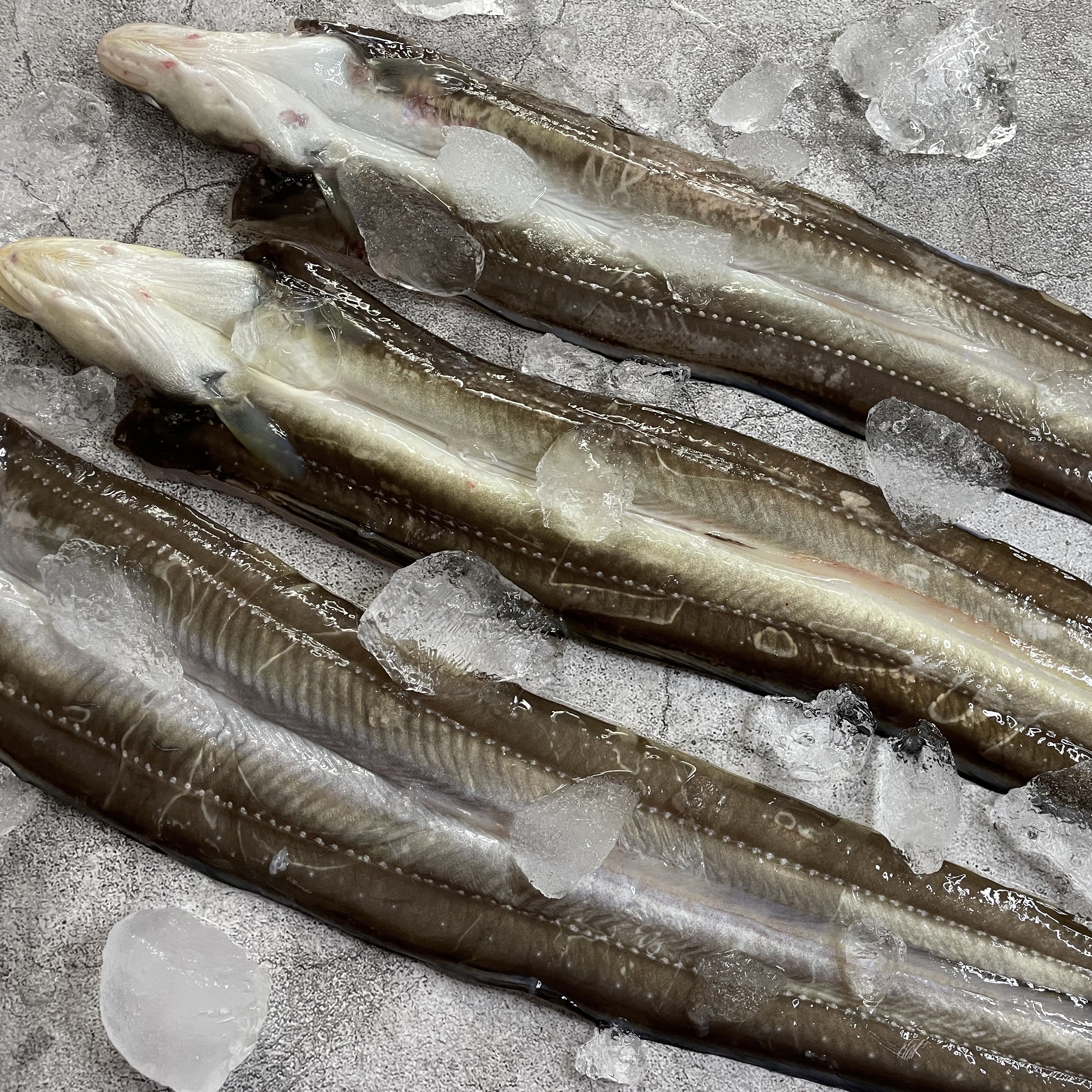 통영 자연산 바다장어 1kg 국내산 붕장어 아나고 장어구이 : 통영먹푸드