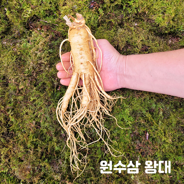 금산인삼 수삼 설날명절 선물용 바구니 1호-16호/한지 10호-12호 명절선물세트 모음 : 금산수삼도소매센터