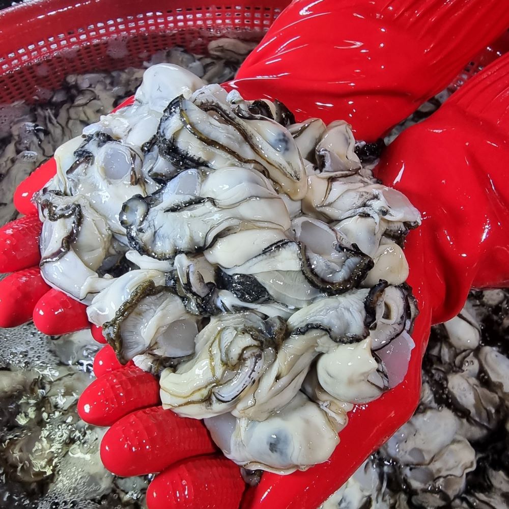 통영 평화수산 깐굴 생굴 통영굴 5kg : 평화수산