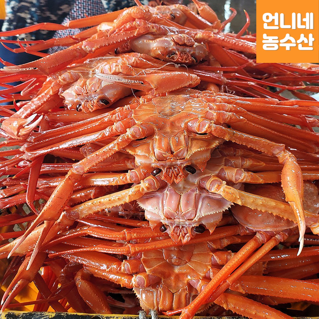 초특가 정품 후포리 홍게 3kg 10미 영덕 울진 대게 언니네농수산 : 언니네농수산