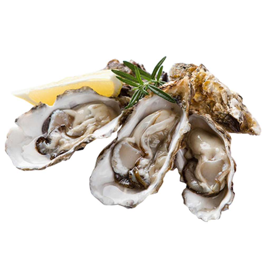 통영 생굴 1kg (중/대) 당일조업하는 바다향 가득 싱싱한 통영굴 (가열조리용) : 삼대장