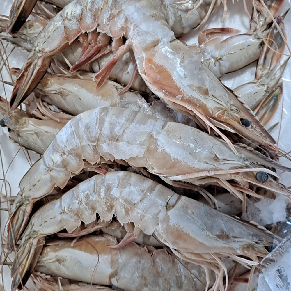 자연산 대하 1kg 냉동대하 냉동새우 왕새우 : 다솜푸드마켓