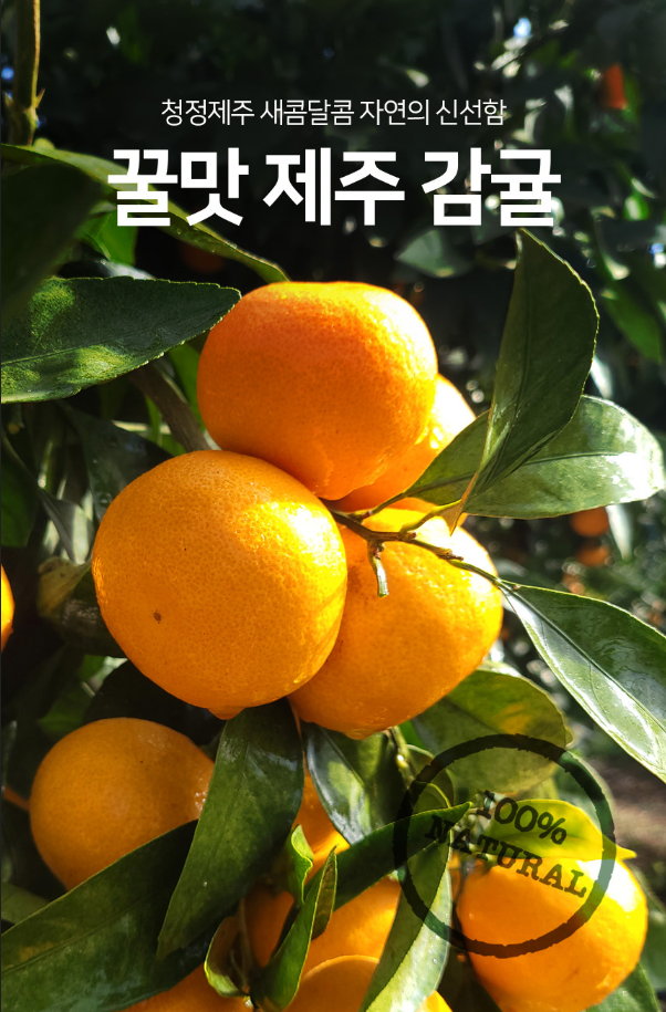 꿀맛 제주 레드향 가정용 실속포장, 선물세트 5kg 10kg : 가온네트워크