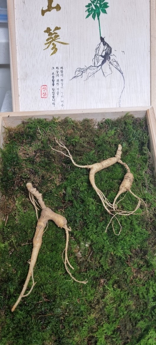 야생산삼 30년생 2뿌리 : 세영산삼농장