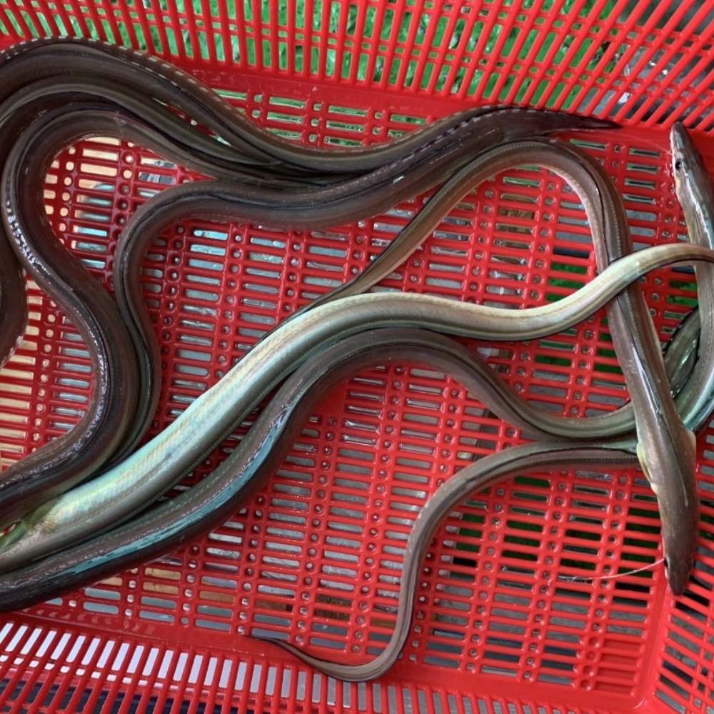 고흥 하모회 갯장어회 하모샤브샤브 원물 1kg 여름 몸보신 보양식 음식 : 시엘리 마켓