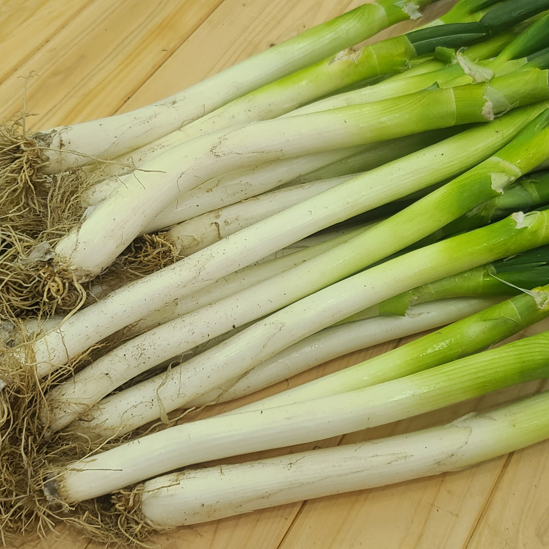 신안 해풍을 맞고 자란 겨울 대파  동파 산지배송 3Kg 임자뜨란  전라남도 해피굿팜 : 해피굿팜