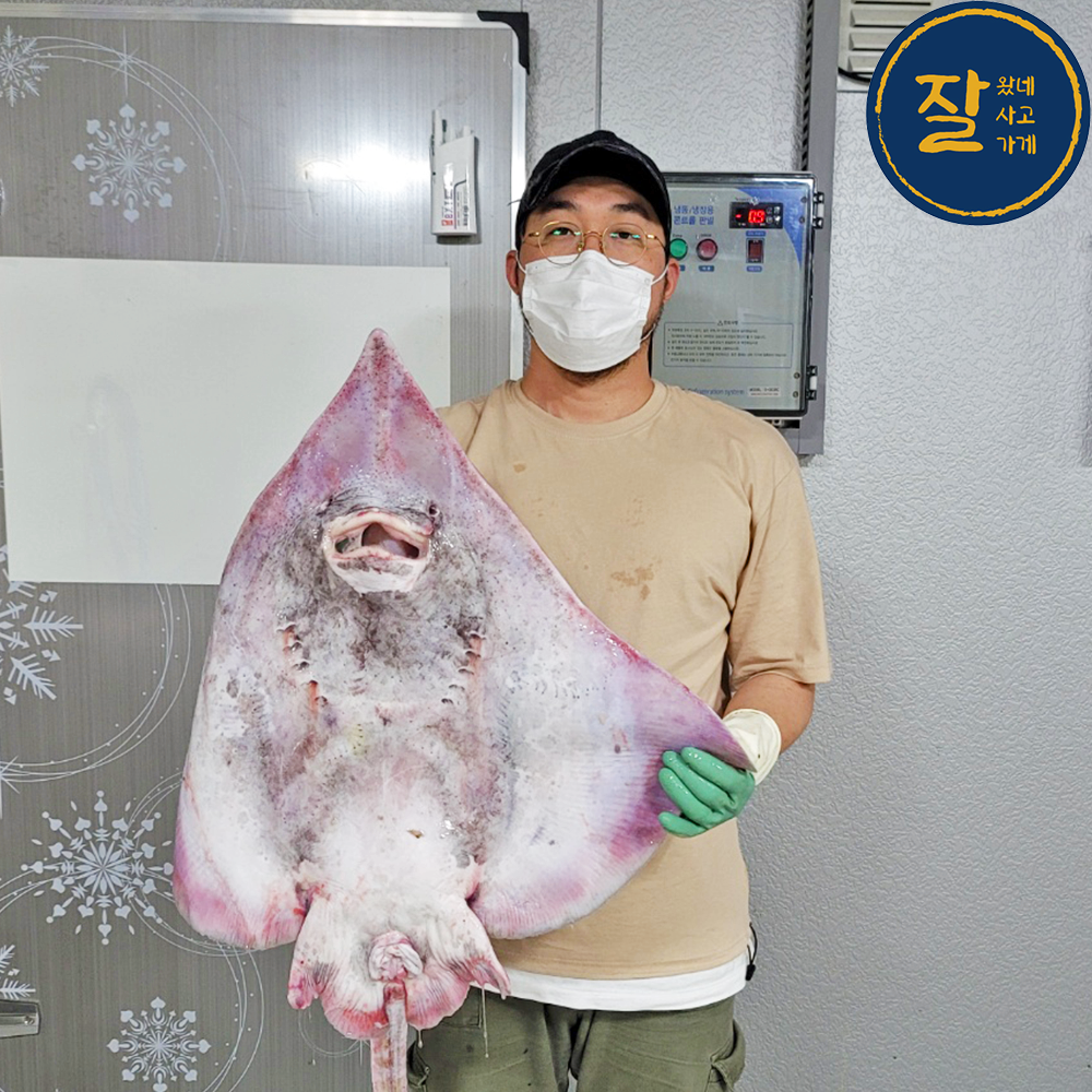 품질보증 국산 흑산도 홍어 250g 500g 1kg 생홍어회 홍어찜 애 국내산 삭힌홍어 : 잘잘잘가게
