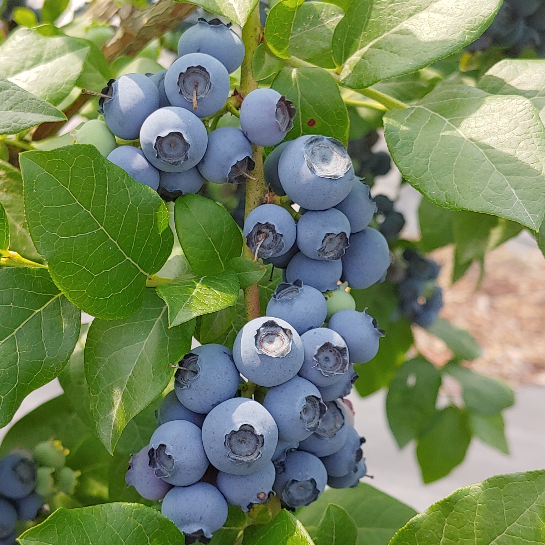 블루베리생과 [대과1kg] 함양 블루베리 지리산화남농원 : 지리산 화남농원