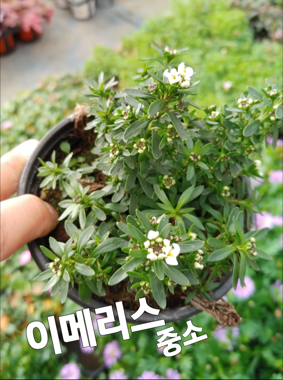 이메리스-중소/첫눈에 반해버린꽃 눈꽃 : 꽃나라엘리스