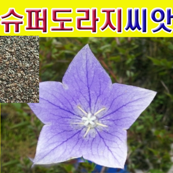 (J소망)슈퍼도라지씨앗(10g)으뜸도라지(국산) : 소망원예농원