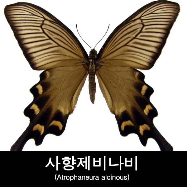 나비표본/사향제비나비표본/Atrophaneura alcinous : BABURMART바부르마트