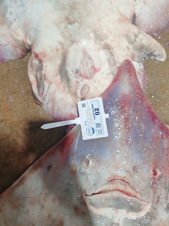 100% 국산 암치 홍어 흑산도 홍어 500G 1KG : MARKET SENSE