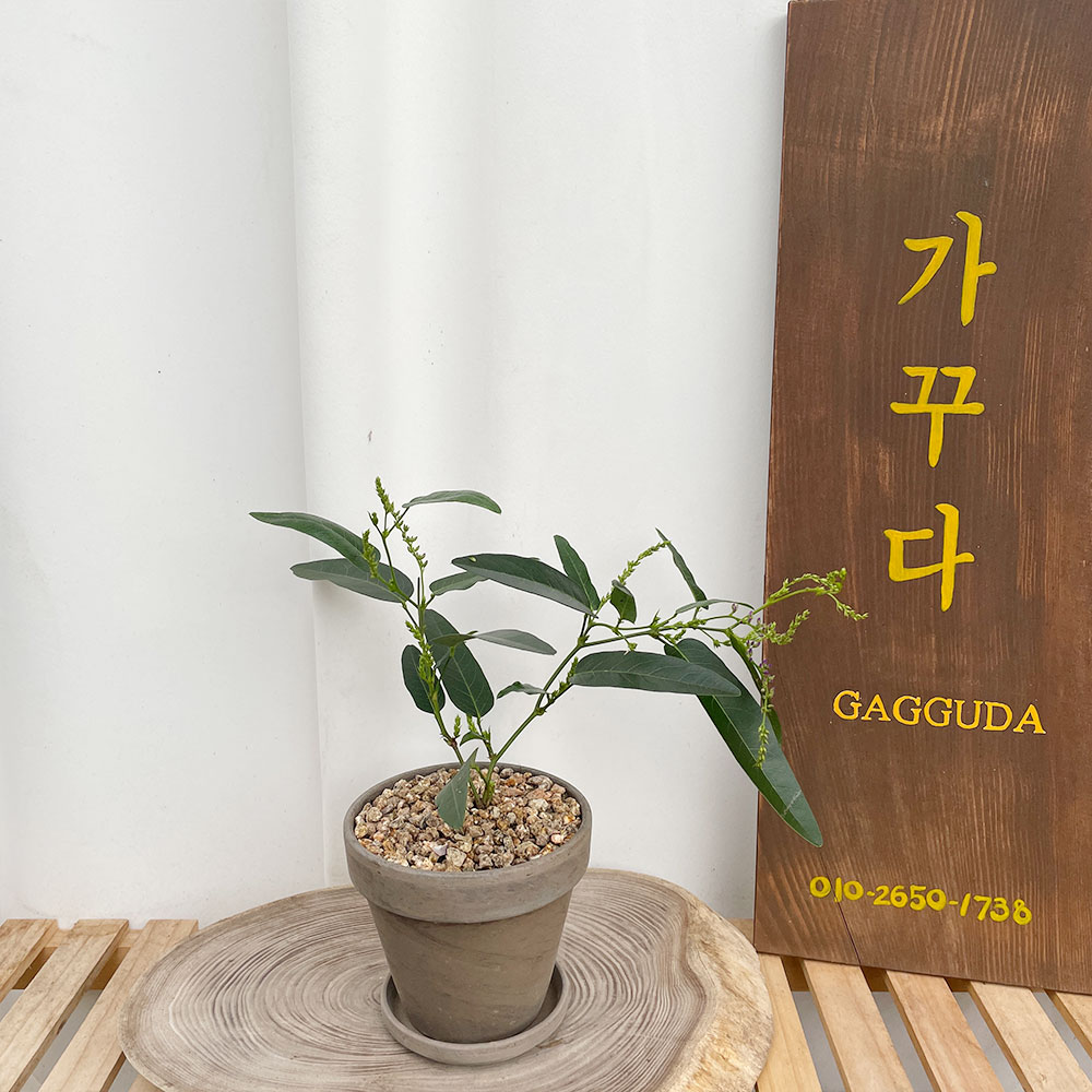 보라싸리 연보라 흰색 공기정화식물 식물인테리어 플랜테리어 봄꽃나무 : 가꿈플랜트