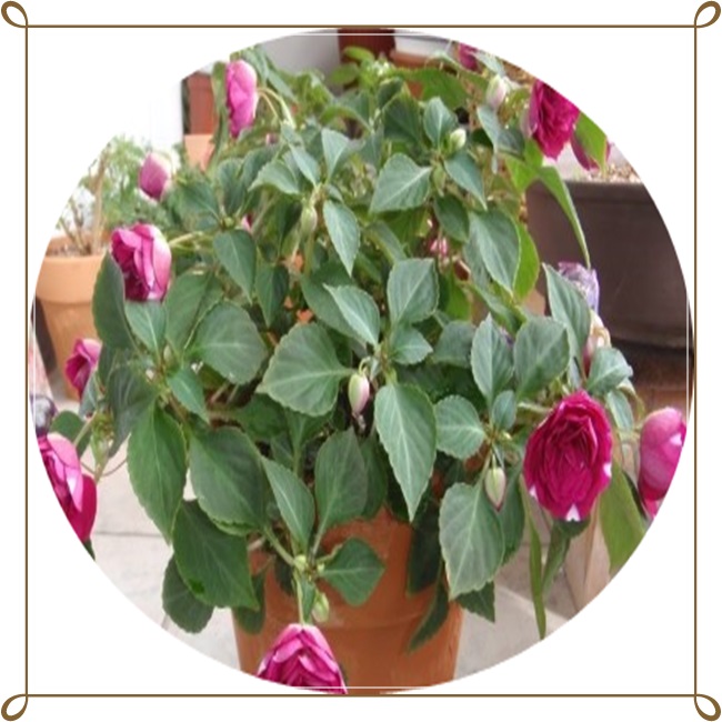 임파첸스/서양봉선화/Impatiens/대즐러/뉴기니아/꽃화분/12cm포트분 : 행복한정원