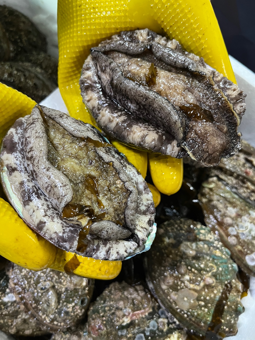완도전복9~10미선물용 전복특대 대복 9-10미 1kg [예작수산] : 완도전복 예작수산