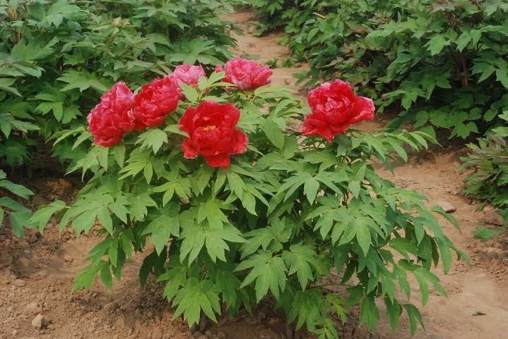 목단(모란) 3년생 개화주 R-3 신 니츠게츠니시키  18CM 사각포트   목단 묘목  모란꽃  부귀화  목단 꽃 빨강꽃  겹꽃나무 : 꽃보러가자