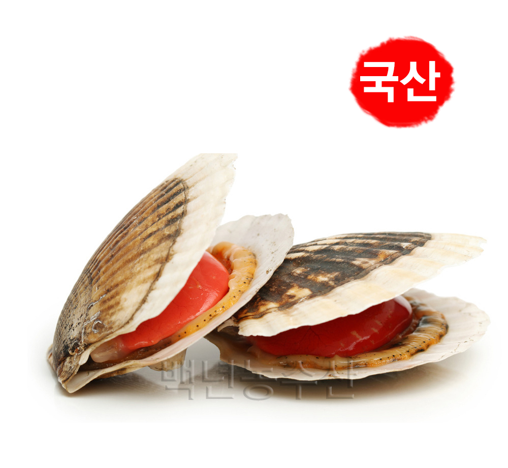 국산 가리비(대)10마리/Kg내외 동해 참가리비 속초/고성 : 백년농수산