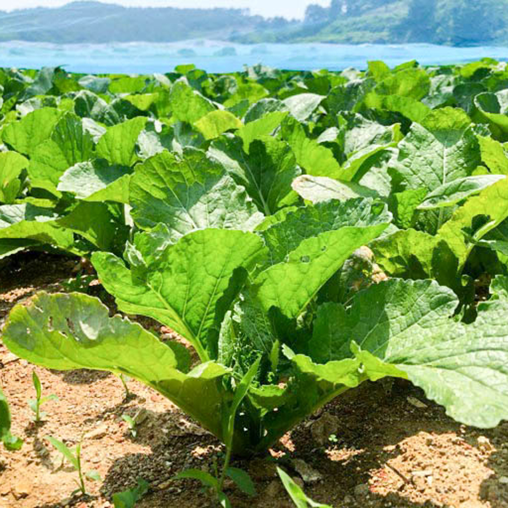 여수 돌산갓 생갓 5kg 10kg : 봉이네농수산