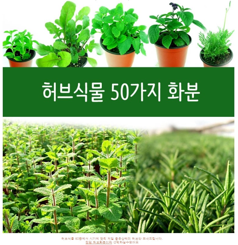 허브(Herb)/채소식물 허브식물50가지 화분 7개 (L0214) : 구삼팔육마켓