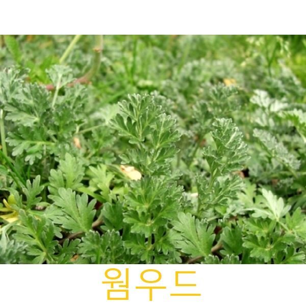 허브(Herb)/채소식물 웜우드 갈색플라스틱모종 4개 (L0244) : 구삼팔육마켓