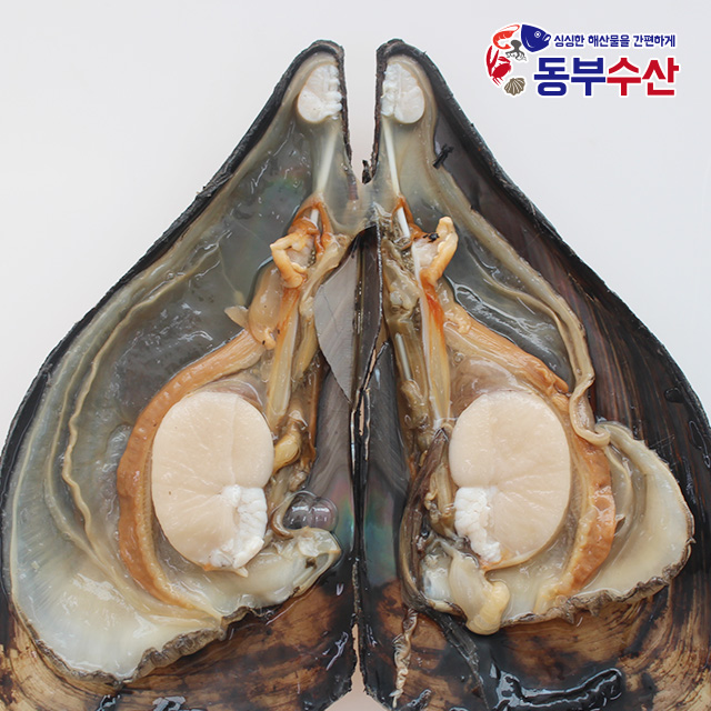 서해 생물 키조개 1마리 구이용 큰조개 캠핑조개 : 동부수산