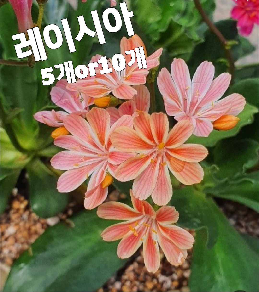 레이시아꽃-5개or10개/파스텔화사한 꽃색깔이 참으로 고운 : 꽃나라엘리스