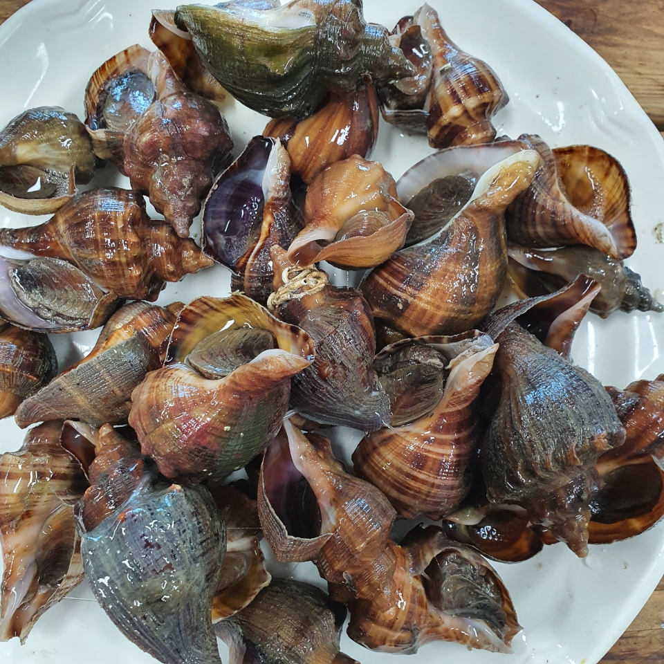 소라 삐뚤이 1.5kg 삶은냉동 뿔소라 백령도산 : 서해바다 큰손