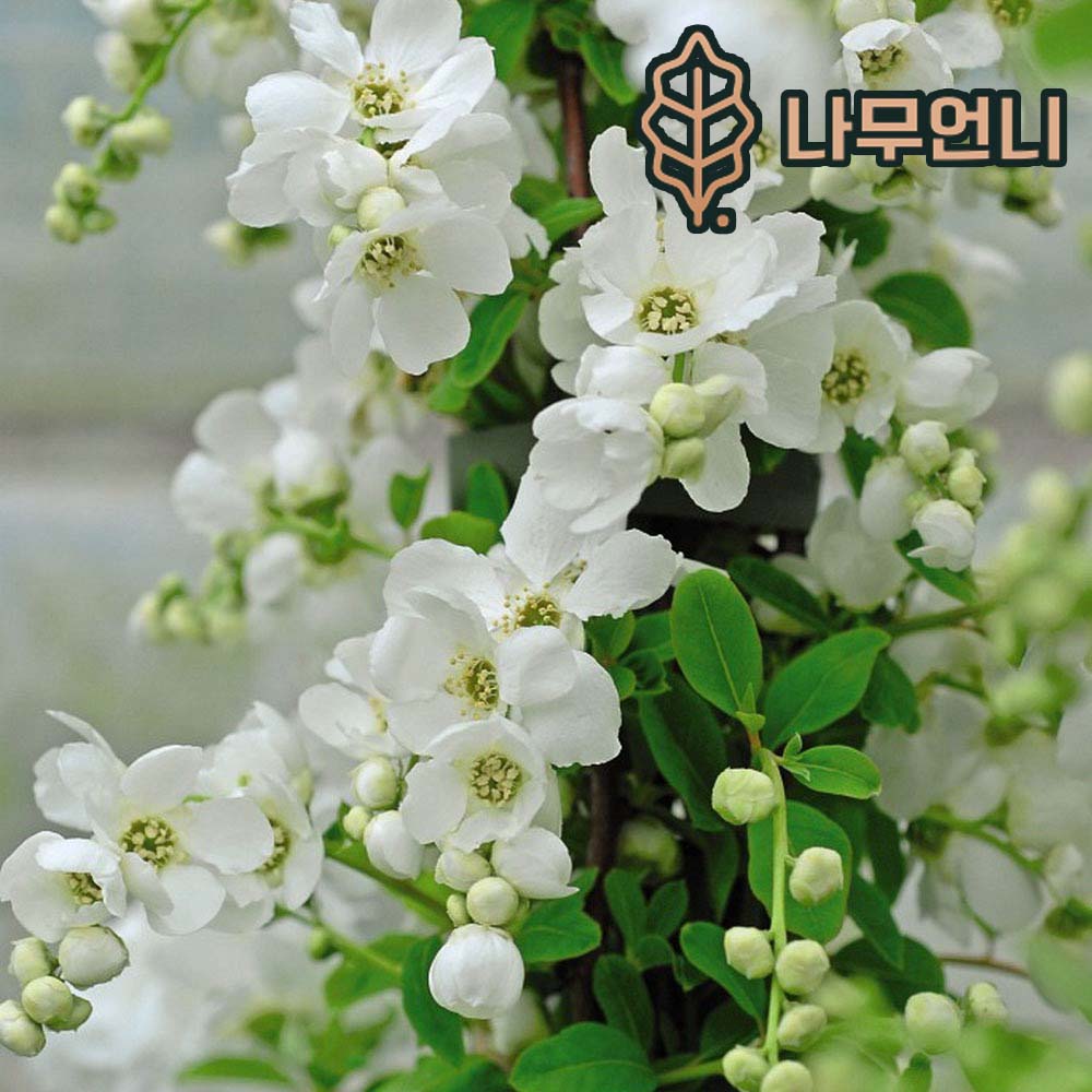 가침박달나무 가침박달 실생2년 더브라이드 5치포트 나무언니 : 나무 언니