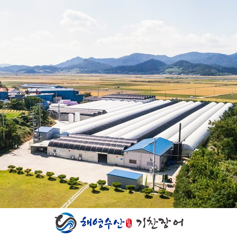 해영수산 기찬장어 국내산 민물장어 1kg손질700g내외 자포니카종 : 기찬장어