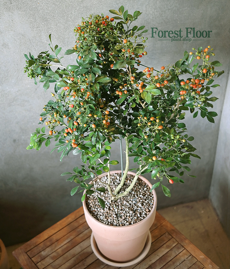 [단품]오렌지 자스민 (대) 이태리토분 향기나는꽃 : Forest Floor