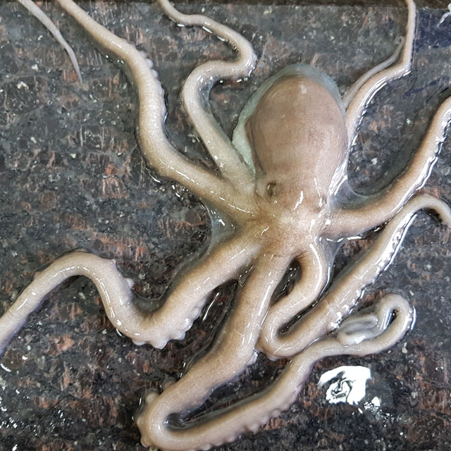 [ 고흥군수협 100번 중도매인 ] 벌교 산낙지 뻘낙지 세발낙지 (5마리 부터) 직판 산소포장 : 벌교꼬막연구소