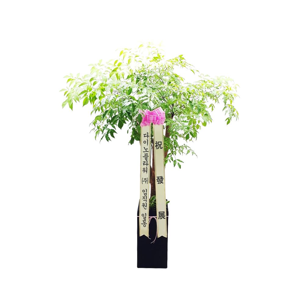 해피트리 - 개업식 개업화분 축하화분 인테리어화분 전국 꽃배달 당일배송 : 다이노플라워