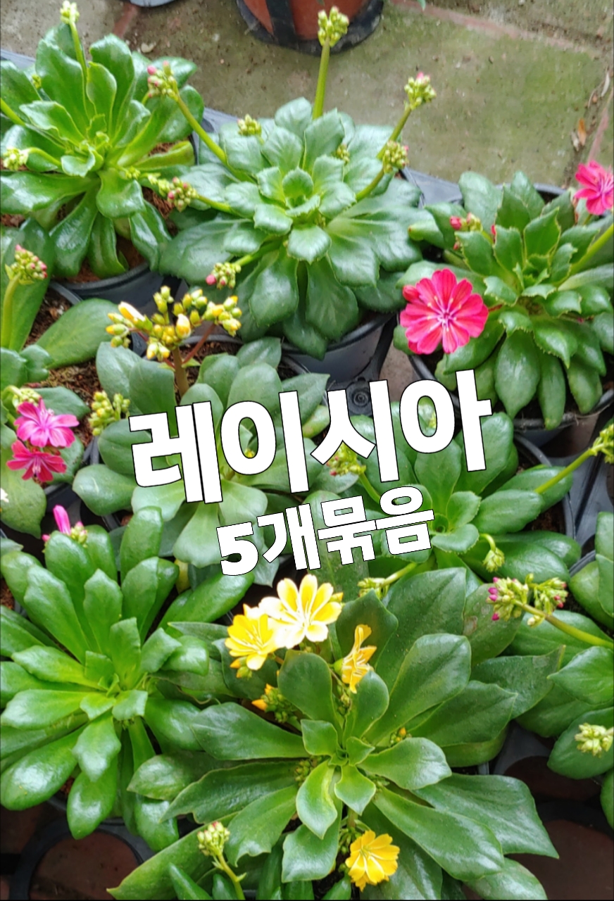 레이시아-5개묶음/꽃말 당신은 좋은 사람 : 꽃나라엘리스