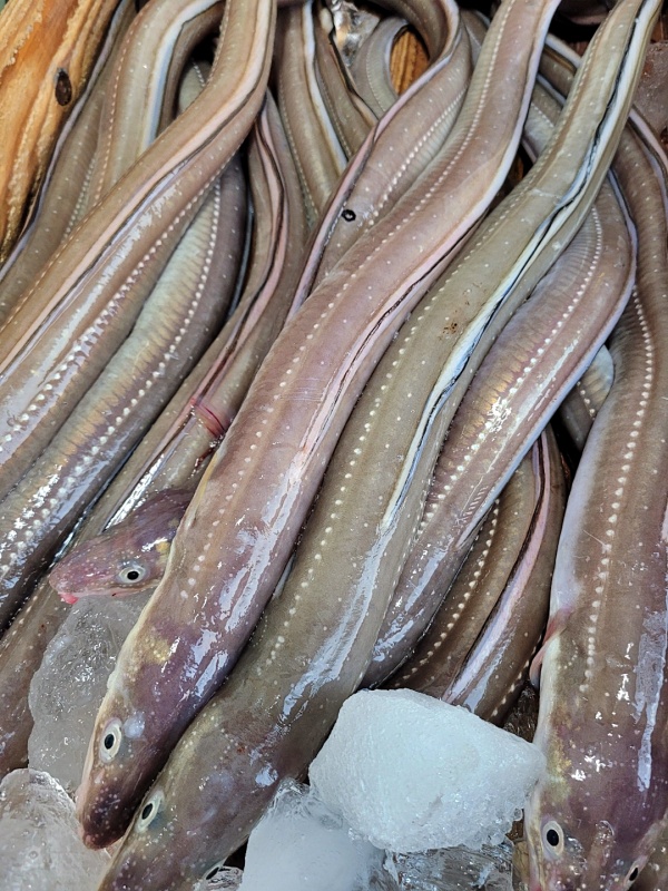제주 자연산 바다장어 1kg 손질후 700g 붕장어 아나고 제주한림수산 : 제주한림수산