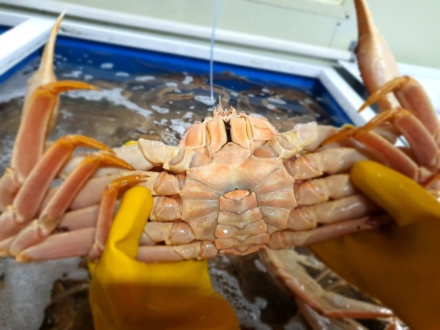 [동해알찬수산] 살아있는활대게 1kg 살아있는 생물발송 특대사이즈 박달대게 동해항직송 활마가단대게 : 동해알찬수산