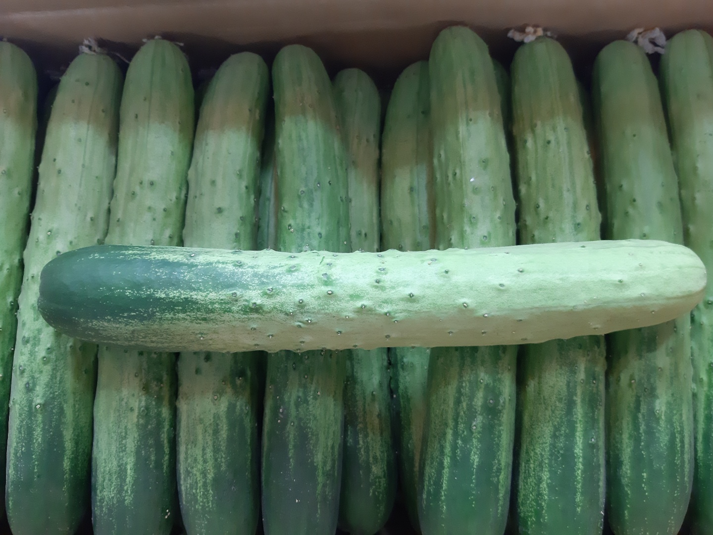 (과일천국1번지) 아삭아삭 맛 좋은 오이 - 10kg : 과일판매