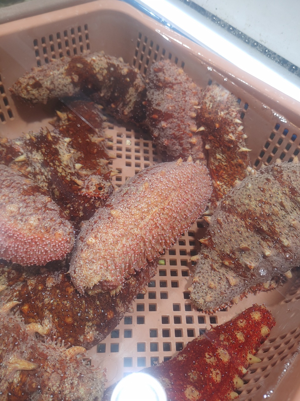 해삼중에 일짱 동해안 자연산 홍해삼 1kg , 500g : 죽도몰