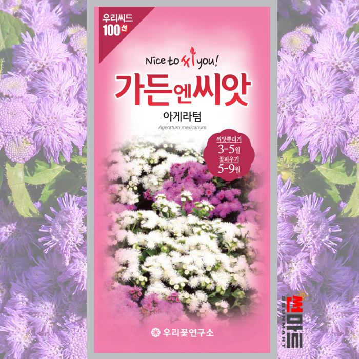 아게라텀 씨앗 100립 / 불로화 멕시코엉겅퀴 일년생 야생화 봄 가을 꽃 꽃씨 몰 종자 : 바른씨앗
