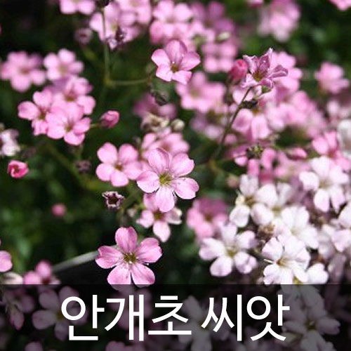 핑크 안개초 씨앗 안개꽃 씨앗 꽃씨 꽃씨앗 100알 : 가람원