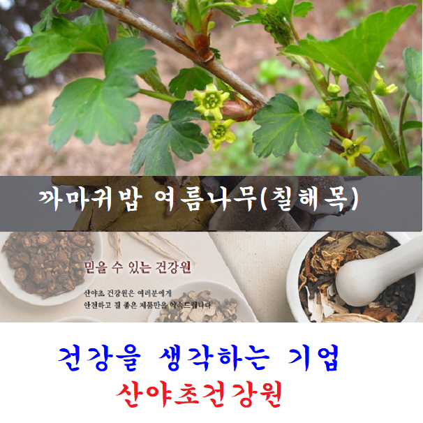칠해목진액:5일분20팩 특A급 국내 자연산 칠해목 까마귀밥여름나무 옻 진액 즙 : 산야초건강원