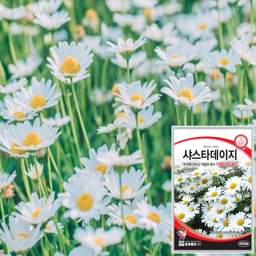 샤스타데이지씨앗 2000립 꽃씨앗 여름구절초 예쁜 꽃씨 : 근소텃밭