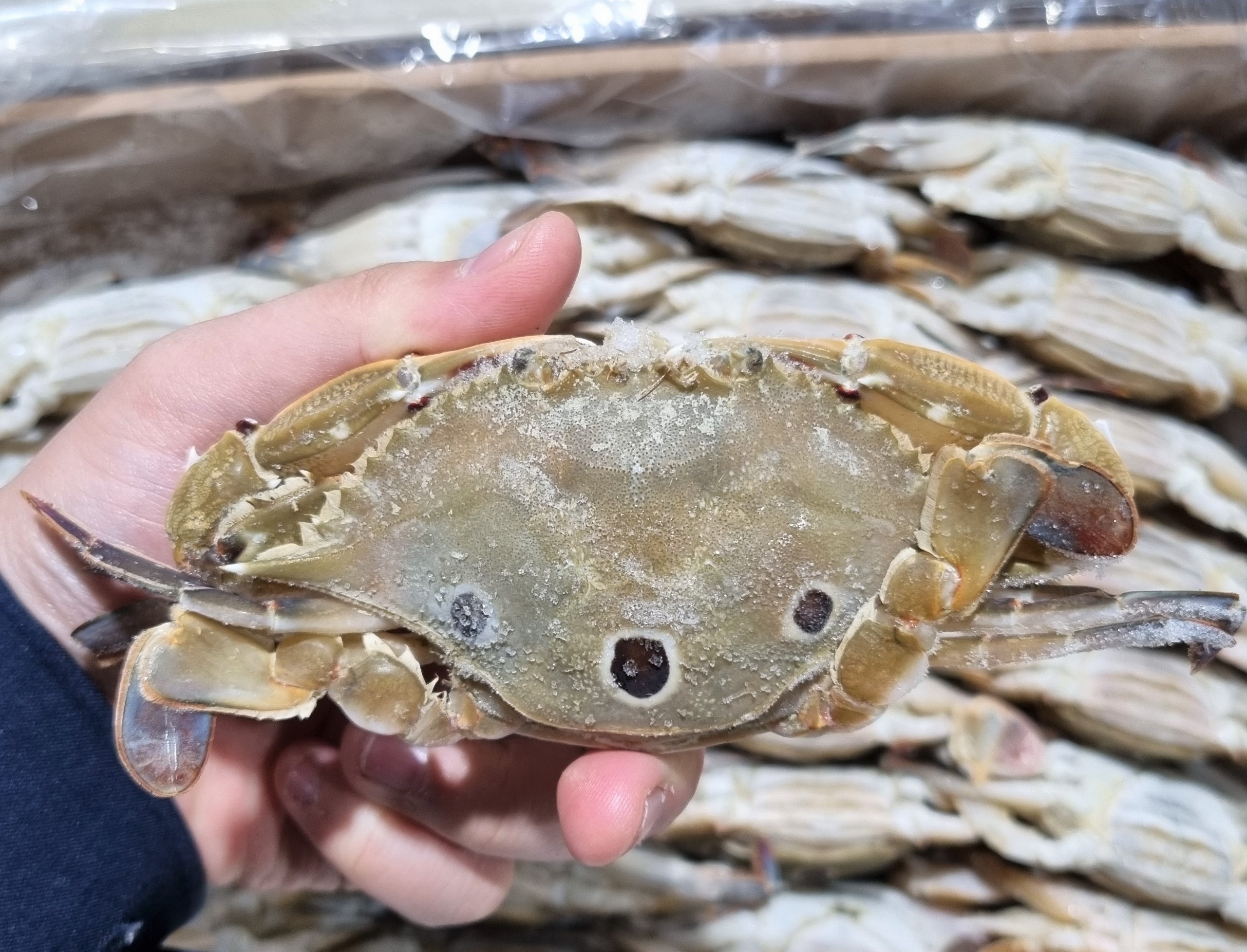 넉넉수산 냉동 삼점게 암게 60/80 80/100 6kg : 넉넉수산