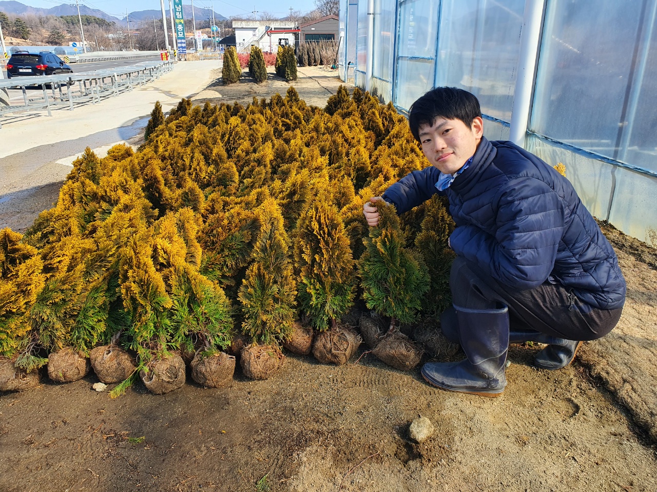 골든스마라그 50cm 화분묘(포트묘 침엽수 조경수 울타리 골드에메랄드그린) : 남림원예종묘