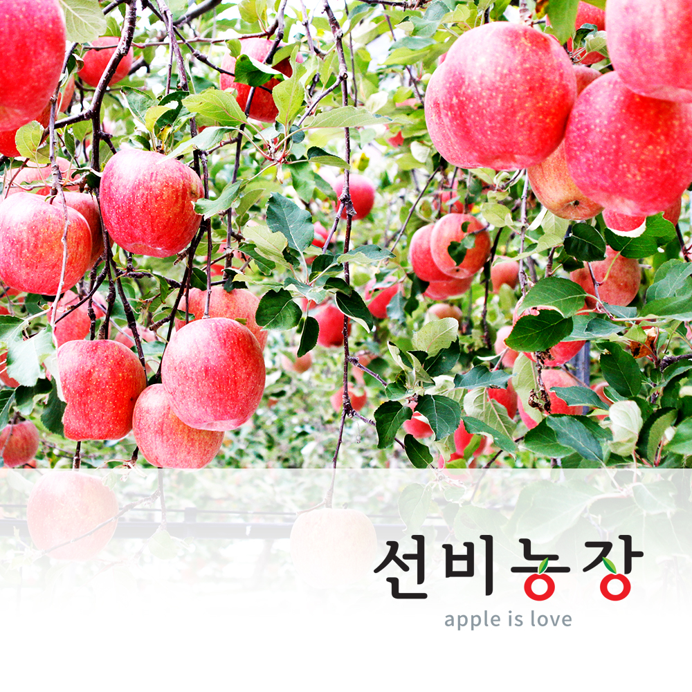 문경사과 국내산 부사 사과 3kg,5kg,10kg 가정용사과 : 선비농장