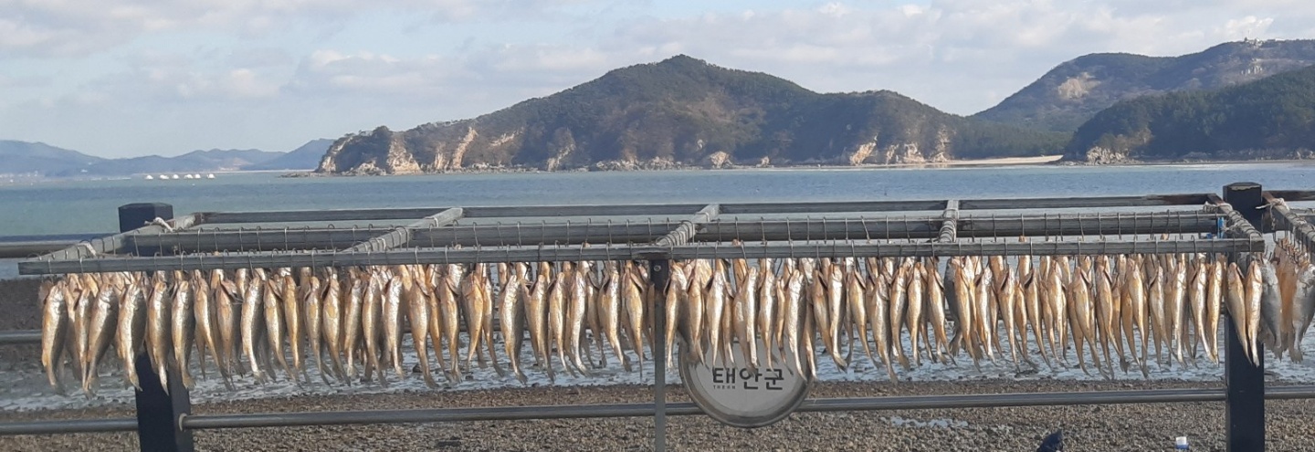 국내산 참조기 반건조 제수용 굴비 반찬용 선물용 8마리 : 신진 바다식품