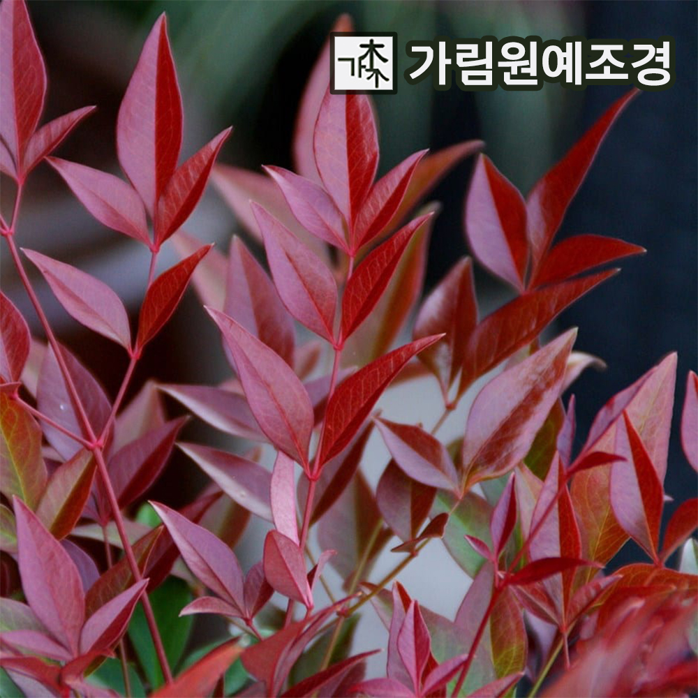 남천나무 묘목 가림원예조경 : 가림원예조경
