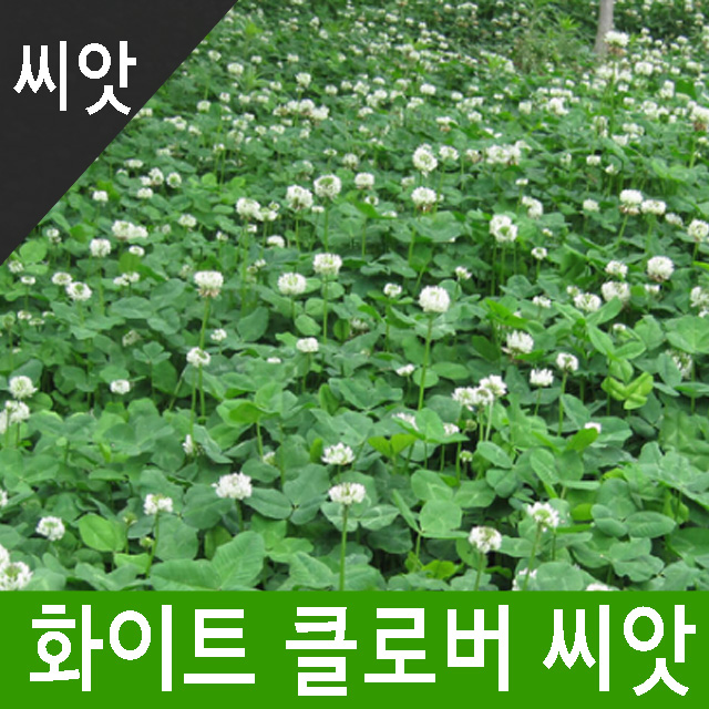 화이트 클로버 씨앗 1kg - 초생재배용 씨앗 크로버 : 한농마트